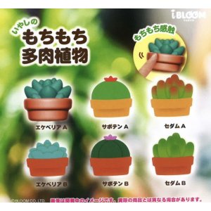 画像: もちもち多肉植物（１０月）【カプセルトイ　ガチャガチャ　ガチャポン】＋正規台紙１枚