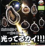 画像: 光ってるカイ（３月）４０個入り【３００円カプセルトイ　アミューズ】＋正規台紙