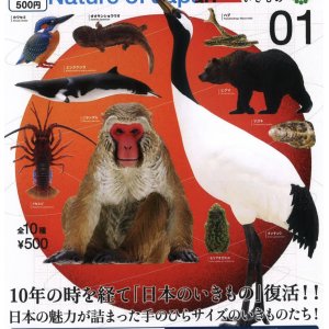 画像: NATURE OF JAPAN 日本のいきもの１（４月）【☆５００円カプセルトイ　２０個入り　いきもん】＋正規台紙