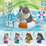 画像: 浮き輪にはまったむっちり猫　ソフビマスコット（再販）（５月）【★４００円カプセルトイ　３０個入り　Ｄｉｓ】＋正規台紙