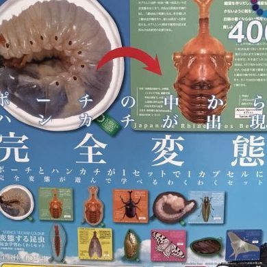 画像1: サイエンステクニカラー 変態する昆虫 －昆虫学習わくわくセット