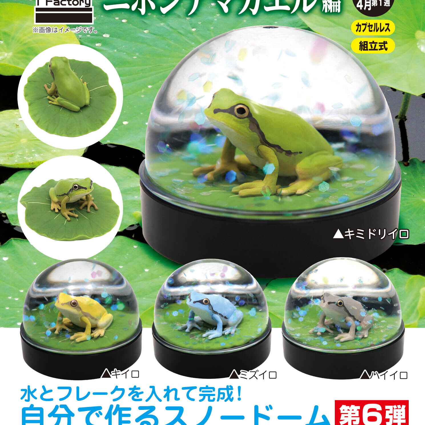 画像1: ウォータードームファクトリー　二ホンアマガエル編（４月）【☆５００円カプセルトイ　２０個入り　奇譚クラブ】＋正規台紙