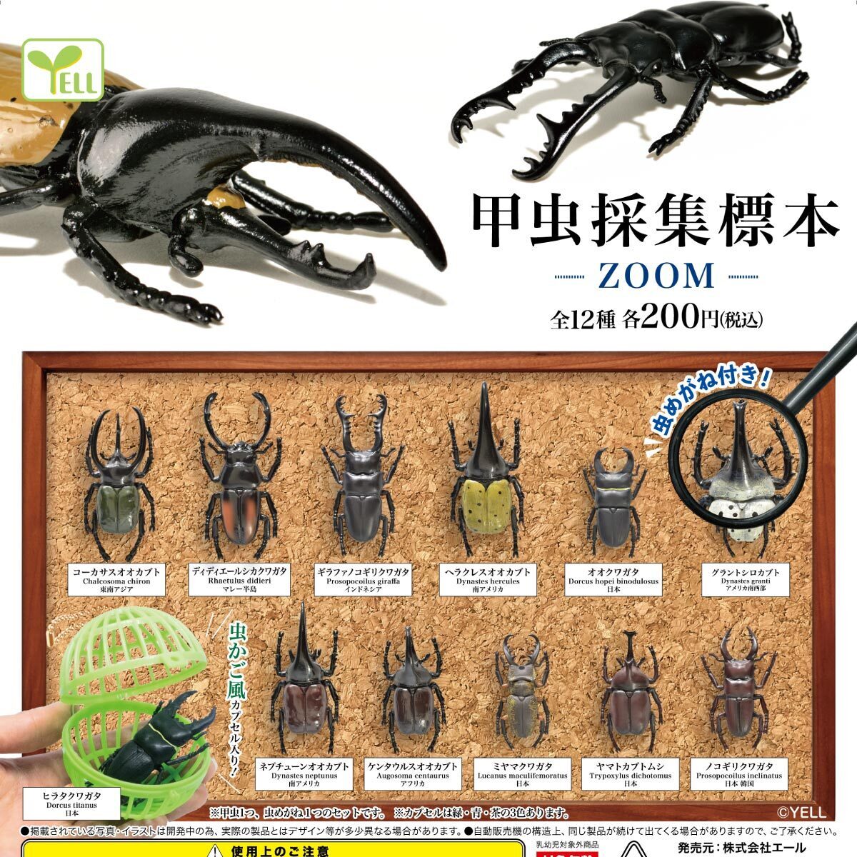 画像1: 甲虫採集標本－ＺＯＯＭ－（再販）（４月）【☆２００円カプセルトイ　５０個入り　エール】＋正規台紙